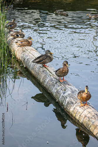 Ducks on the lake