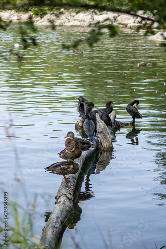 Double-crested Cormorant