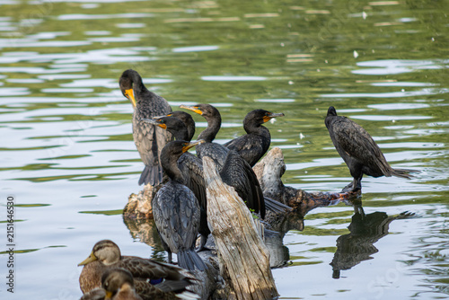 Double-crested Cormorant