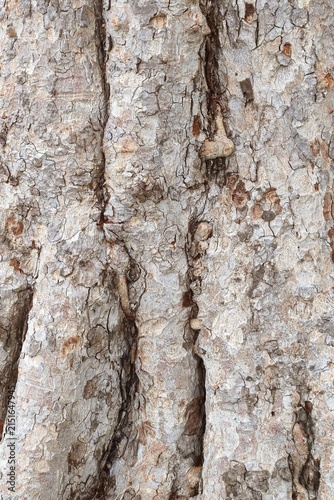 close up of tree bark texture for background