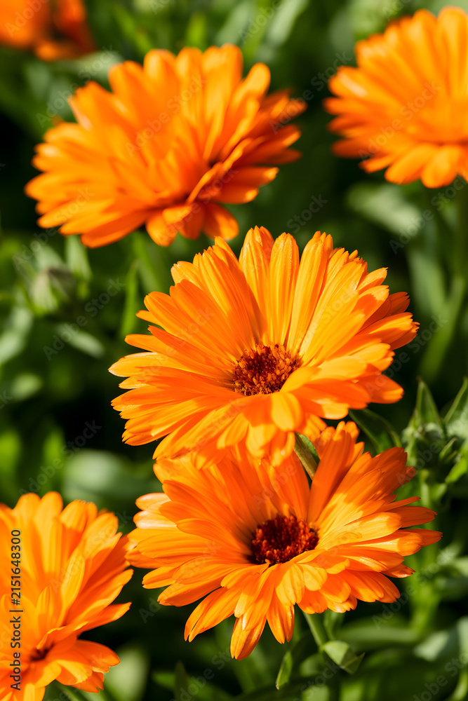 Fototapeta premium in the garden during spring, a lovely orange calendula and pot marigold bloom