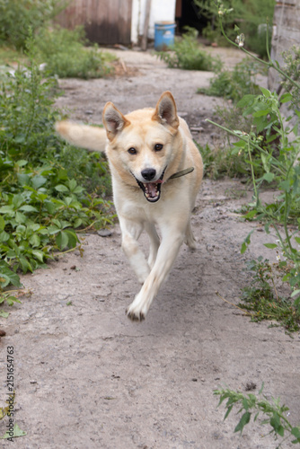 Fotografie Energetic light tan dog runs toward camera in dirt yard beside plants and shed