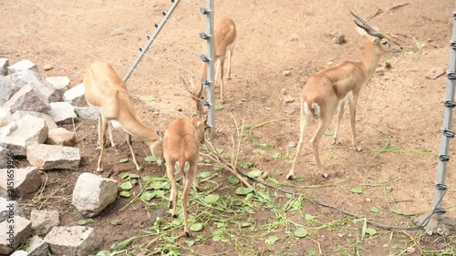Small Group of Deer Grazing on Fresh Green Fodder in Zoo Habitat
