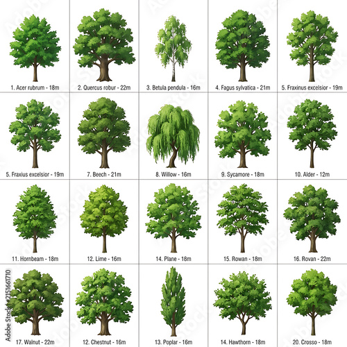 Comprehensive botanical tree collection featuring various nature species including oak maple and willow for environmental identification