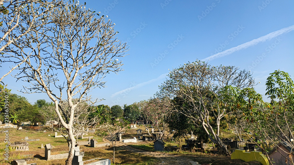 Obraz premium Public cemetery with frangipani trees under a clear blue sky in rural Indonesia