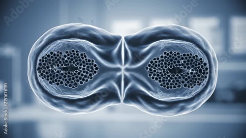 Human Cell Dividing Through Mitosis Microscopic View Showing Chromosomes