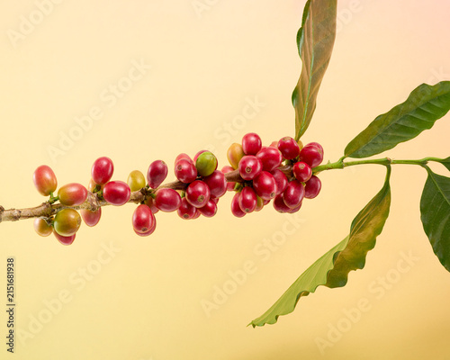 Foto Close-up of ripening coffee cherries on a Coffea arabica branch with green leaves against a yellow background