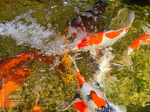 Bright Colorful Koi Fish Swimming in Clear Water Pond