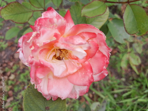 Beautiful Rose Flower Blooming in Sunny Garden Close Up