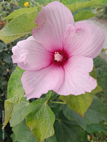 Beautiful Hibiscus Flower Blooming in Sunny Garden Close Up