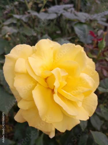 Beautiful Rose Flower Blooming in Sunny Garden Close Up