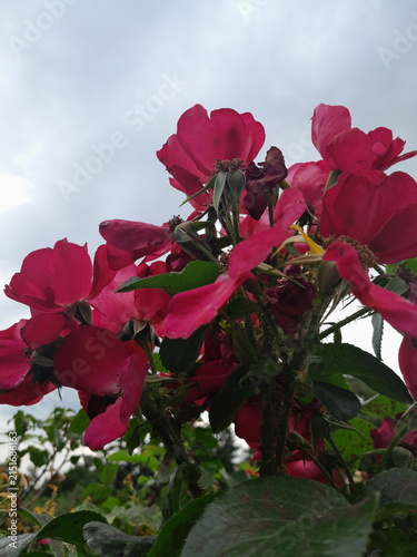 Beautiful Rose Flower Blooming in Sunny Garden Close Up
