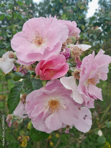 Beautiful Rose Flower Blooming in Sunny Garden Close Up