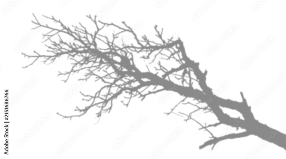 Fototapeta premium A realistic tree branch shadow overly effect isolated on white background for creative graphic design and photo editing projects