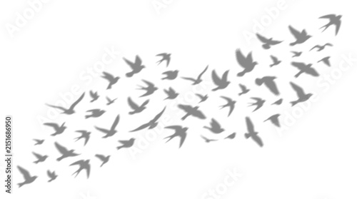 фотографія A beautiful flock of birds flying together isolated on white background with a c