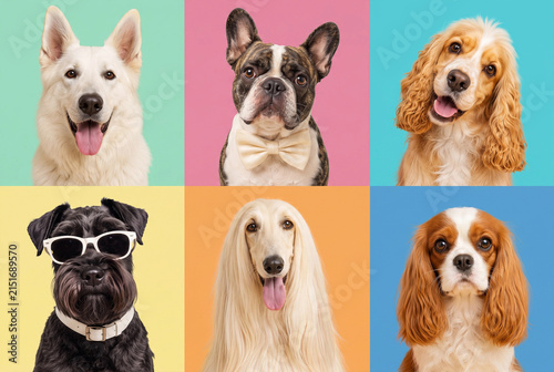 Colorful Dog Portrait Collection – Six Adorable Breeds in Pop Art Style