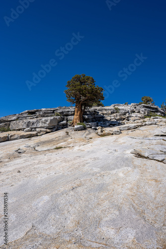 Bild auf Leinwand lonely Juniper tree on a rock in Yosemite national park.
