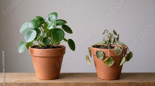 Two identical potted plants side by side one healthy and one wilted