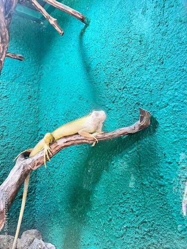 An iguana on a tree trunk.