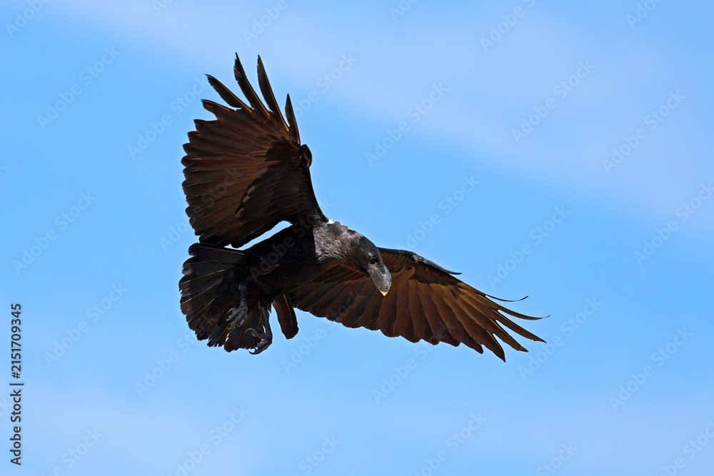 Naklejka premium A white-necked raven (Corvus albicollis) landing with open wings, South Africa