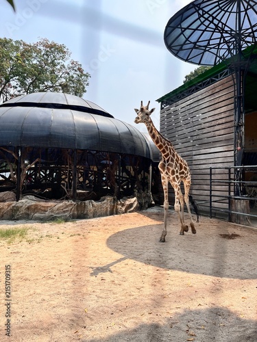 Giraffe at the zoo