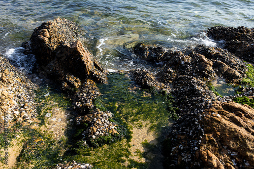 Rocky shore with water and algae at low tide near the coast during daylight hours