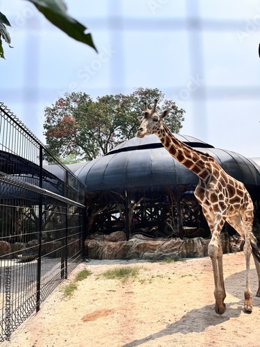 Giraffe at the zoo