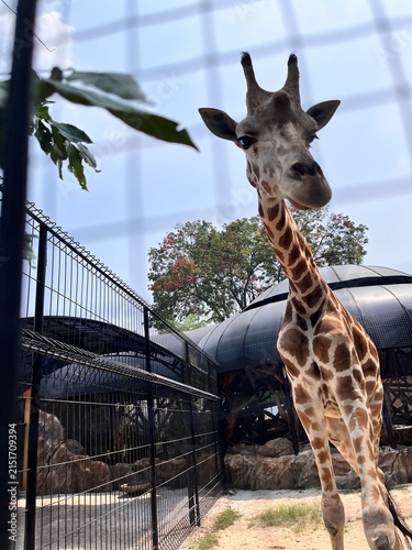Giraffe at the zoo