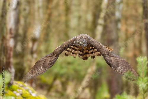 Fotografía The hawk (Accipiter gentilis) is a medium-sized predator species in the family Accipitridae