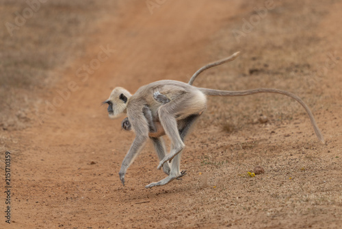 Photography Gray langur monkey carrying its baby on a dirt path in the indian wilderness wit
