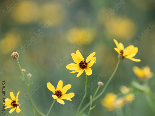 夏の花壇の鮮黄のルドベキア・フルギダ