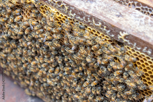 Bee and beehive. Bees are small insects that collect nectar and live in colonies inside beehives