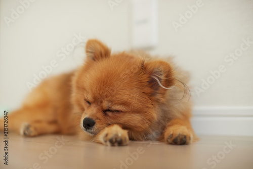 家のリビングで熟睡している可愛いポメラニアンの子犬の姿