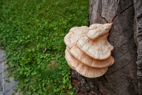 Fotografía Close-up of chicken of the woods mushroom growing on a tree trunk in a garden