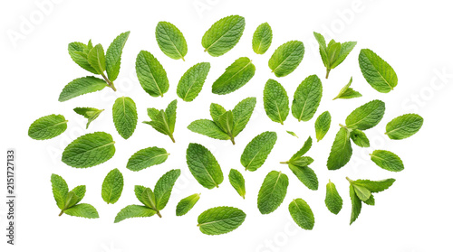 Organic mentha herb leaves set for cooking and wellness design.