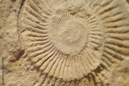 Konstfotografi Detailed close-up of spiral fossil shell in stone macro photography