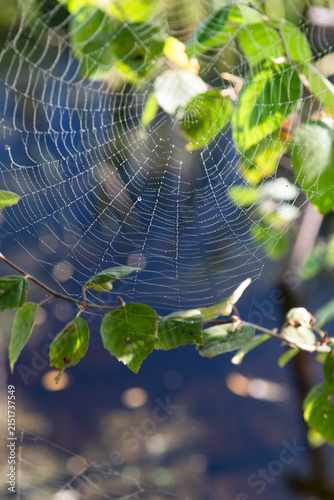 Canvas Print Spider webs in early morning in autumn time, spiderwebs spun around tree branch