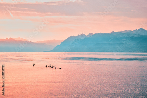  Cygnes nageant sur le lac Léman paisible face aux Alpes à Morges