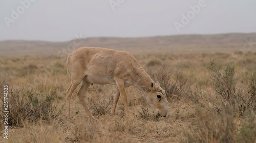 wildebeest in serengeti national park