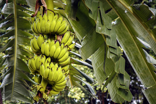 A fresh green bananas hanging from tropical tree, surrounded by lush green leaves, evoke sense