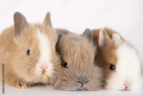 three adorable baby rabbits sitting side by side isolated on white background, showcasing soft fur and cute pet animal concept
