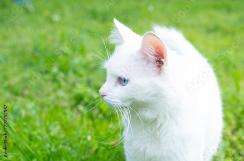 White cat sitting gracefully on a log in a vibrant green forest during daylight
