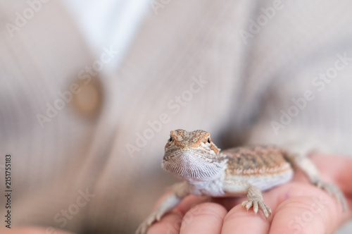 Baby of bearded agama dragon on hands taming at home