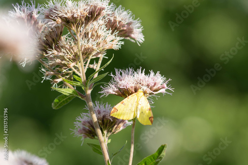 Bio Diversity - Opisthograptis luteolata - Brimstone Moth Resting on Flower