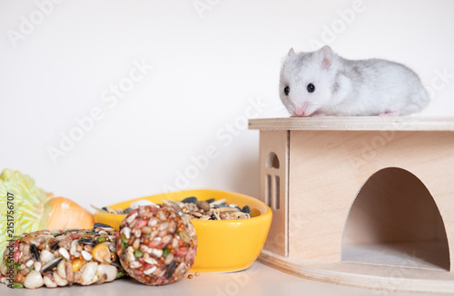 Cream colored syrian hamster eating
