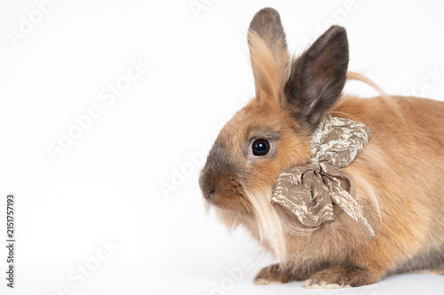 Cute rabbit wearing a large bow on its head, funny bunny on white background