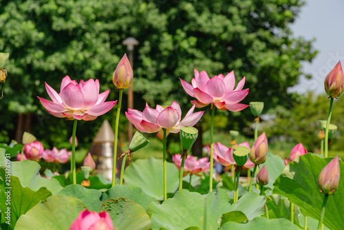 初夏を告げる蓮の花