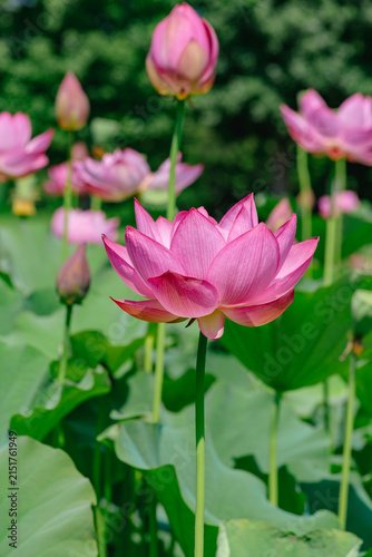 初夏を告げる蓮の花