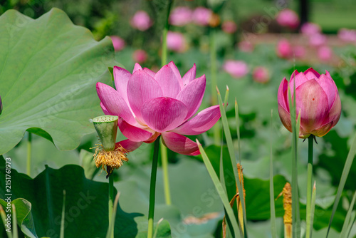 初夏を告げる蓮の花