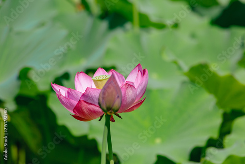 初夏を告げる蓮の花